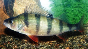 Descoperire UIMITOARE: Peştii au devenit mai agresivi. Cum se explică acest comportament