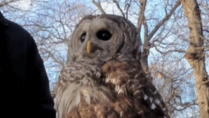 Cum reușesc bufnițele să-și rotească capul la 270 de grade VIDEO  