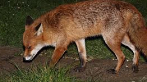 Copil atacat de vulpi în Marea Britanie. Micuţul s-a ales cu mai multe răni grave