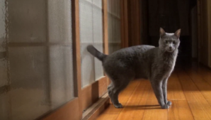 Metodă inedită de a bate la uşă. Vezi cum face acest lucru o pisică (VIDEO)