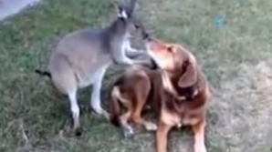 Filmuleţul care face furori pe internet: Cum se drăgostesc un cangur şi un câine