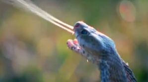 Reptilele, pe cale de dispariţie. AFLĂ ce specii sunt în pericol şi din ce cauză