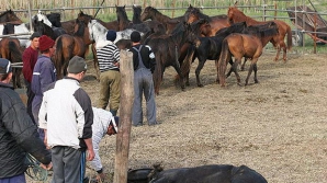 The Sun: În România, caii sunt bătuţi şi sacrificaţi, apoi sunt exportaţi drept carne de vită