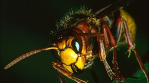 O specie PERICULOASĂ de viespi ar putea invada Marea Britanie