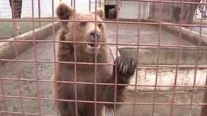 Un lider al unei grupări criminale din România avea acasă patru lei şi doi urşi VIDEO