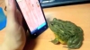 O broscuţă încerca să prindă insecte într-un joc pe tabletă. VEZI cum s-a răzbunat când a înţeles că nu câştigă