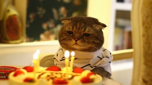 Sărbătoare "pufoasă" în lume! Astăzi este sărbătorită Ziua Pisicilor