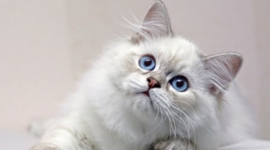 Imagini AMUZANTE: Ce face o pisicuţă curioasă când vrea să vadă ce se întâmplă în camera vecină 