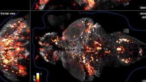 Premieră mondială! Cercetătorii americani au reuşit o performanţă EXTRAORDINARĂ