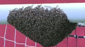 Meci de fotbal, la un pas de a fi ANULAT din cauza unui roi de albine