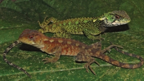 (FOTO) Descoperire: Specii noi de reptile de copac care seamănă cu dinozaurii