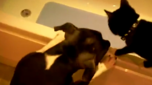 Cum se răzbună un câine pe pisică (VIDEO)