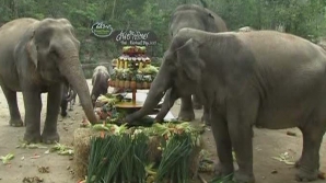 Festin de zile mari pentru elefanţii din Thailanda. Au avut parte de o masă copioasă cu fructe şi legume