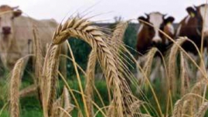 Toxină cancerigenă în furaje de porumb a fost depistată în Germania