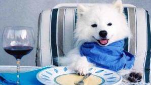 Horoscop pentru animăluțele mofturoase: Ce preferinţe au la mâncare, în funcţie de zodie