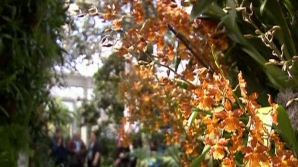 Show-ul orhideelor la New York: Aproape 7.000 de plante de toate culorile şi mărimile au înflorit (VIDEO)