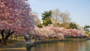 Peisaj de poveste în Japonia! În Tokyo au înflorit primii cireşi (VIDEO)