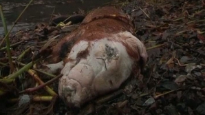 Descoperire MACABRĂ într-un râu din care beau apă milioane de oameni