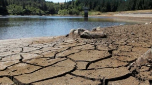 Secetă gravă în Noua Zeelandă. Fermierii sunt nevoiţi să sacrifice sau să vândă animalele