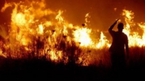 Incendiile de pădure au cuprins Florida. Salvatorii fac faţă cu greu situaţiei