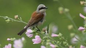 Vremea se încălzeşte. VEZI AICI prognoza meteo pentru următoarele zile