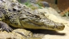 (VIDEO) Moldoveni care au acasă animale exotice spun că se simt bine când îşi mângâie crocodilii, păianjenii sau şerpii