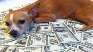 Un câine din Belarus a moştenit un MILION de dolari