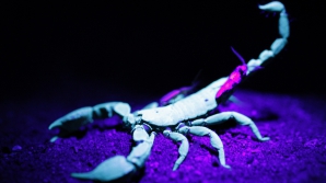 HOROSCOP: Nativii zodiei Scorpion sunt predispuşi la greşeli şi riscă să piardă bani