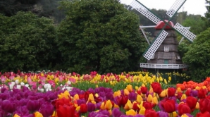 (VIDEO) Festivalul Lalelelor în Olanda: Cum încearcă olandezii să promoveze horticultura ţării