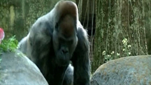 Sărbătoare la Grădina Zoologică din Atlanta. Cea mai bătrână gorilă mascul din lume a împlinit 52 de ani