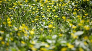 Primăvara își intră în drepturi! Vreme frumoasă cu mult soare ne aşteaptă în următoarele zile