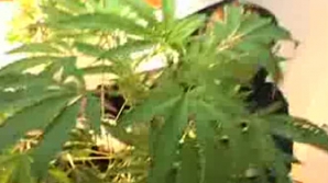 De astăzi, bolnavii din Cehia pot cumpăra marijuana în scopuri medicinale 