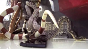 Smartphone-ul pentru care francezii au înfruntat şoarecii, lăcustele şi şerpii. Tu ai putea să o faci?