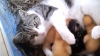 (VIDEO) Felina vedetă! A adoptat câţiva boboci de raţă, care se cred acum pisici