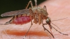 #LifeStyle. Remedii simple împotriva muştelor şi ţânţarilor (VIDEO)