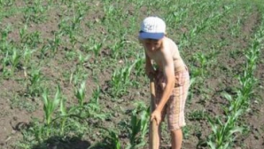 Au renunţat la ore şi muncesc în câmp. Aproape 200 de copii din ţară nu merg la şcoală