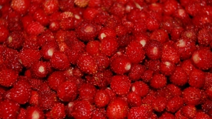 "Rosselhoznadzor" a interzis importul a două loturi de căpşune din Moldova şi Turcia