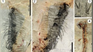 O fosilă marină de 500 de milioane de ani a primit numele actorului american Johnny Depp 