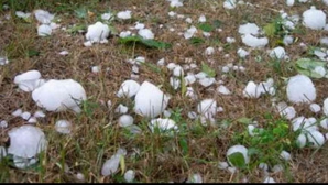 Mii de hectare de culturi agricole, compromise de grindină. IATĂ raioanele cu cele mai mari pagube