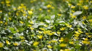 Meteorologii anunţă vreme caldă şi frumoasă