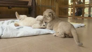 Doi pui de leu au devenit principala atracţie la Zoo. Oameni din întreaga ţară merg să vadă micile vedete