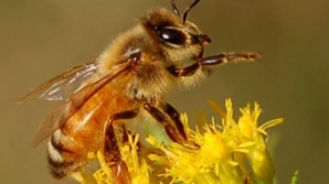 Albinele dresate! Oamenii de ştiinţă croaţi au învăţat insectele să caute mine 