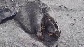Creatură bizară, descoperită pe o plajă din Noua Zeelandă VIDEO