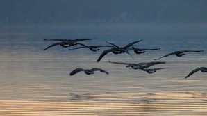 Păsările migratoare, în pericol. Creşterea nivelului oceanelor le ameninţă viaţa