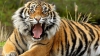 Un îngrijitor de la Grădina Zoologică a ajuns în stare gravă la spital, după ce a fost muşcat de un tigru