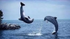 STUDIU: Delfinii formează prietenii de durată, însă evită alte grupuri de semeni