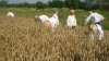 S-a dat start primului seceriş. Ministrul Agriculturii prognozează o ieftinire a grâului