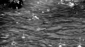 Numărul victimelor, în urma ploilor aduse de muson în Sri Lanka, a ajuns la 40 