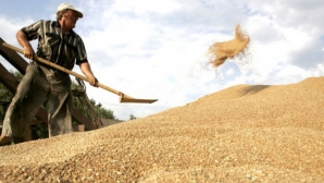 (VIDEO) Grâul mult, sărăcia fermierilor. De ce recolta bogată din acest an dă bătăi de cap la fel ca seceta