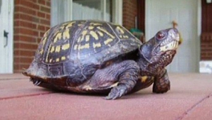 Şi-a scris numele pe carapacea unei broaşte ţestoase. INCREDIBIL ce s-a întâmplat după 47 de ani FOTO